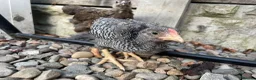 Chickens poultry for sale: Free Roosters Various size and breed - Advert 2