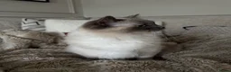 Ragdoll cats for sale: Two GCCF Ragdoll Sisters! PRICE FOR BOTH!  - Advert 28