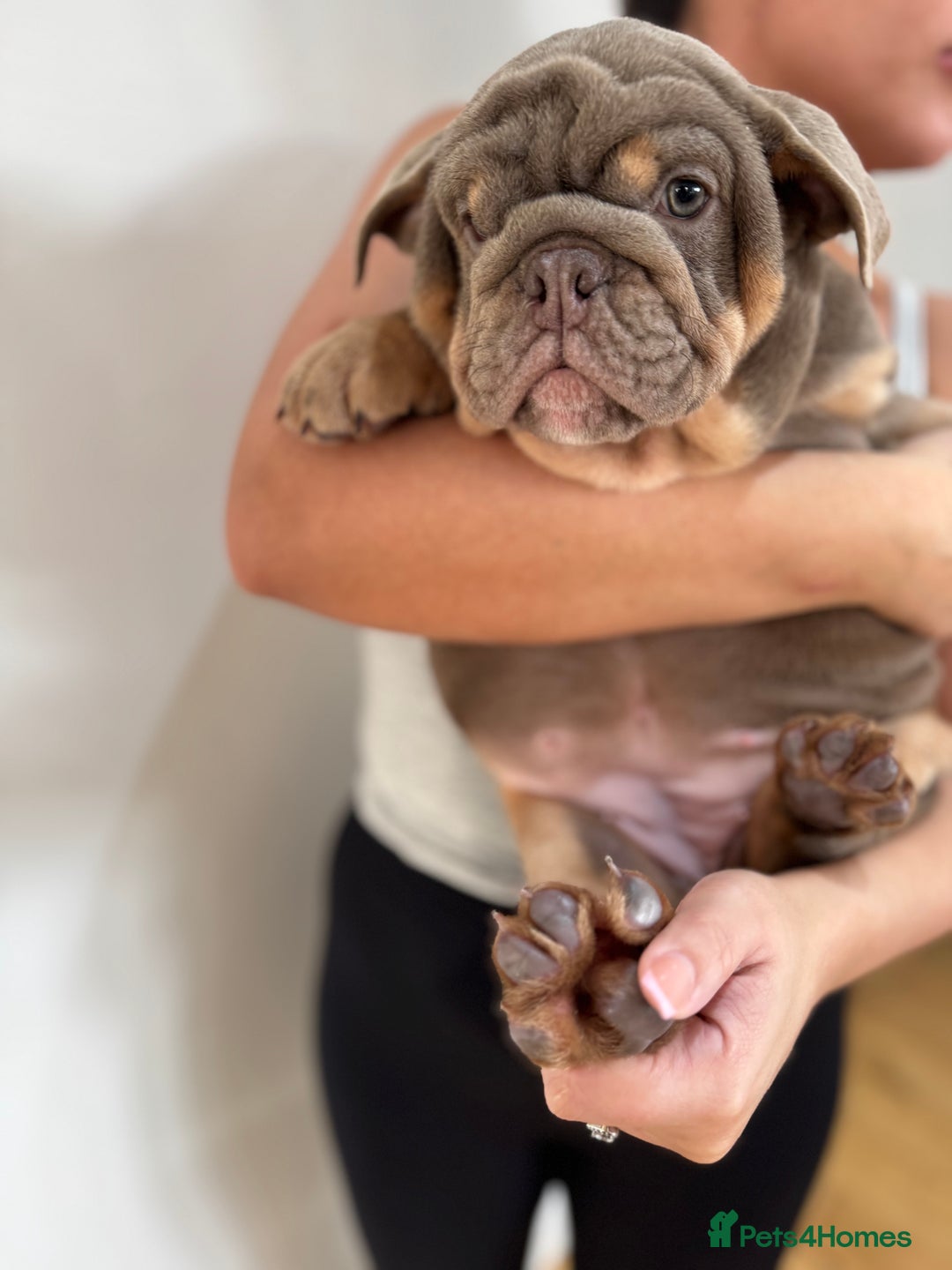 English Bulldog dogs for sale: English bulldogs  - Advert 3