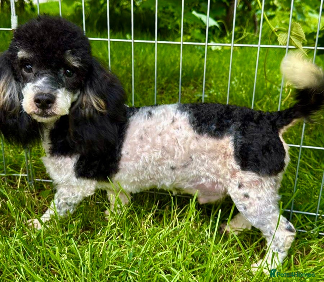 Poodle dogs for adoption: Zorro and Oreo: Two Little Souls Abandoned to Die - Image 6