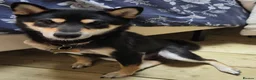 Japanese Shiba Inu dogs for adoption: 🐾 Loving Home Wanted for Sushi 🐾 - Advert 1