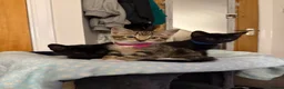 Domestic Shorthair cats for sale: Kittens in Huntly - Advert 12