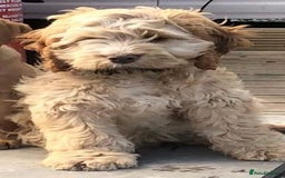 Cockapoo dogs for sale: Reluctant sale of 4 year old cockapoo girl - Image 2
