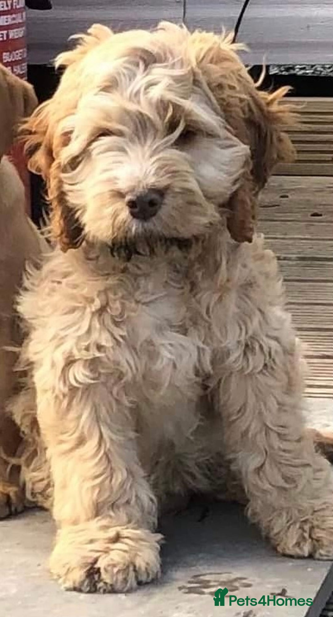 Cockapoo dogs for sale: Reluctant sale of 4 year old cockapoo girl - Image 2