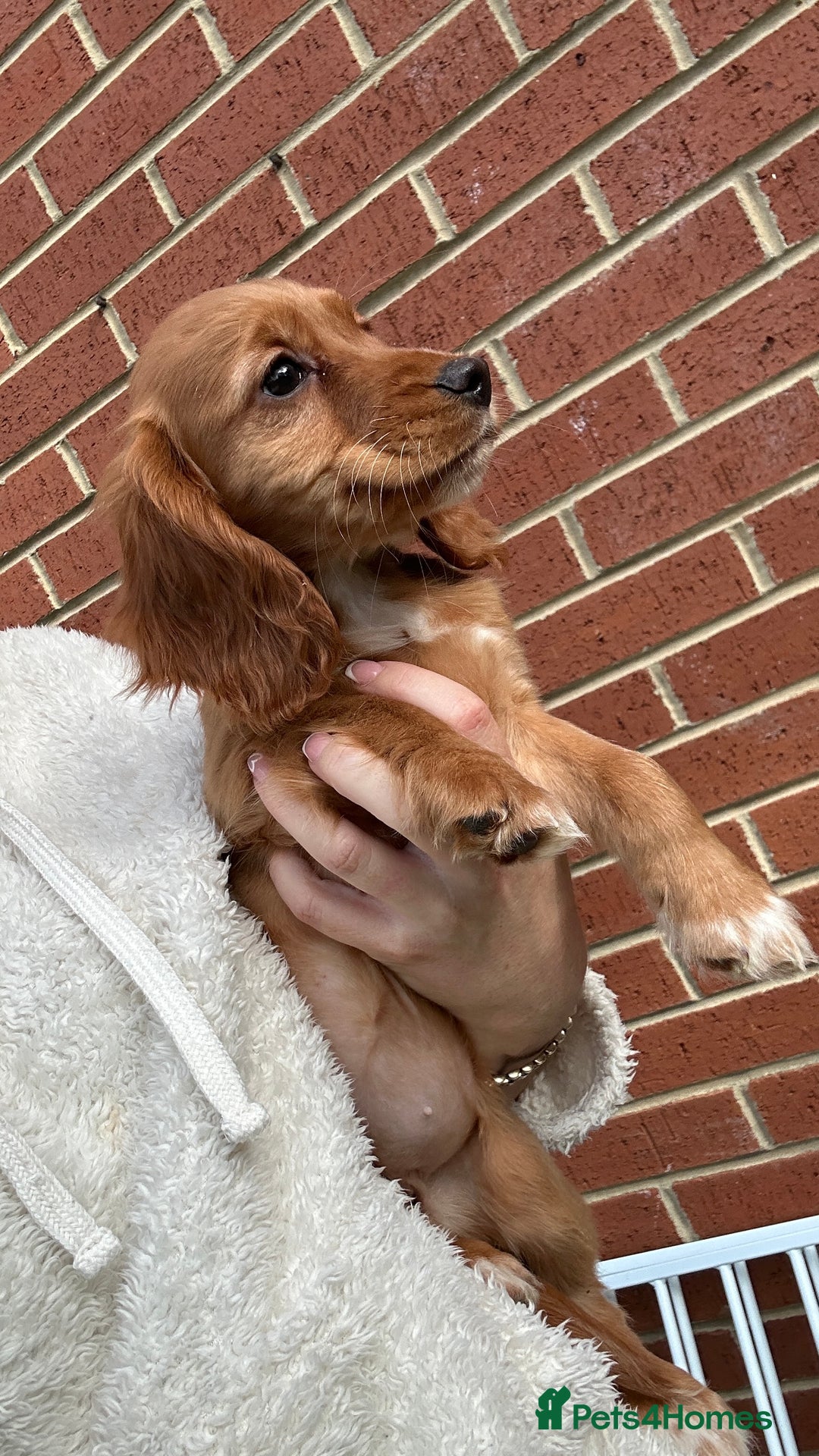Cocker Spaniel dogs for sale: ‼️REDUCED‼️KC registered Red Cocker Spaniel Pups  - Image 19