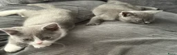 British Shorthair cats for sale: BSH kittens  - Advert 8
