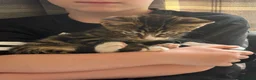 Maine Coon cats for sale: Champion XL Russian Maine coon X GCCF bengal - Advert 1