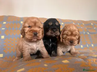 Cocker Spaniel dogs KC Show Type Cocker Spaniel Puppies - Advert 4