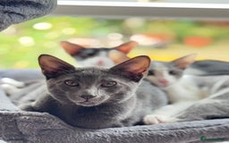 Oriental cats for sale: Ready now! Beautiful oriental mix kittens  - Image 33