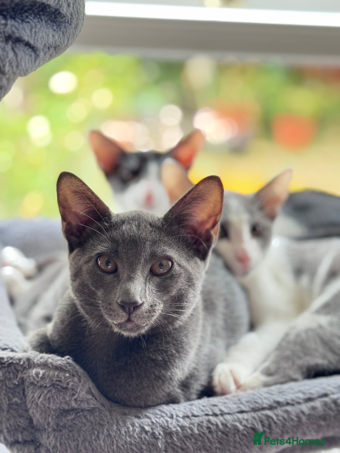 Oriental cats for sale: Ready now! Beautiful oriental mix kittens  - Image 33