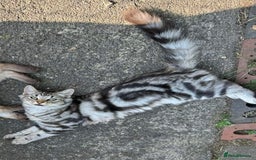 Maine Coon cats for sale: 3 beautiful part Maine coon kittens  - Image 15