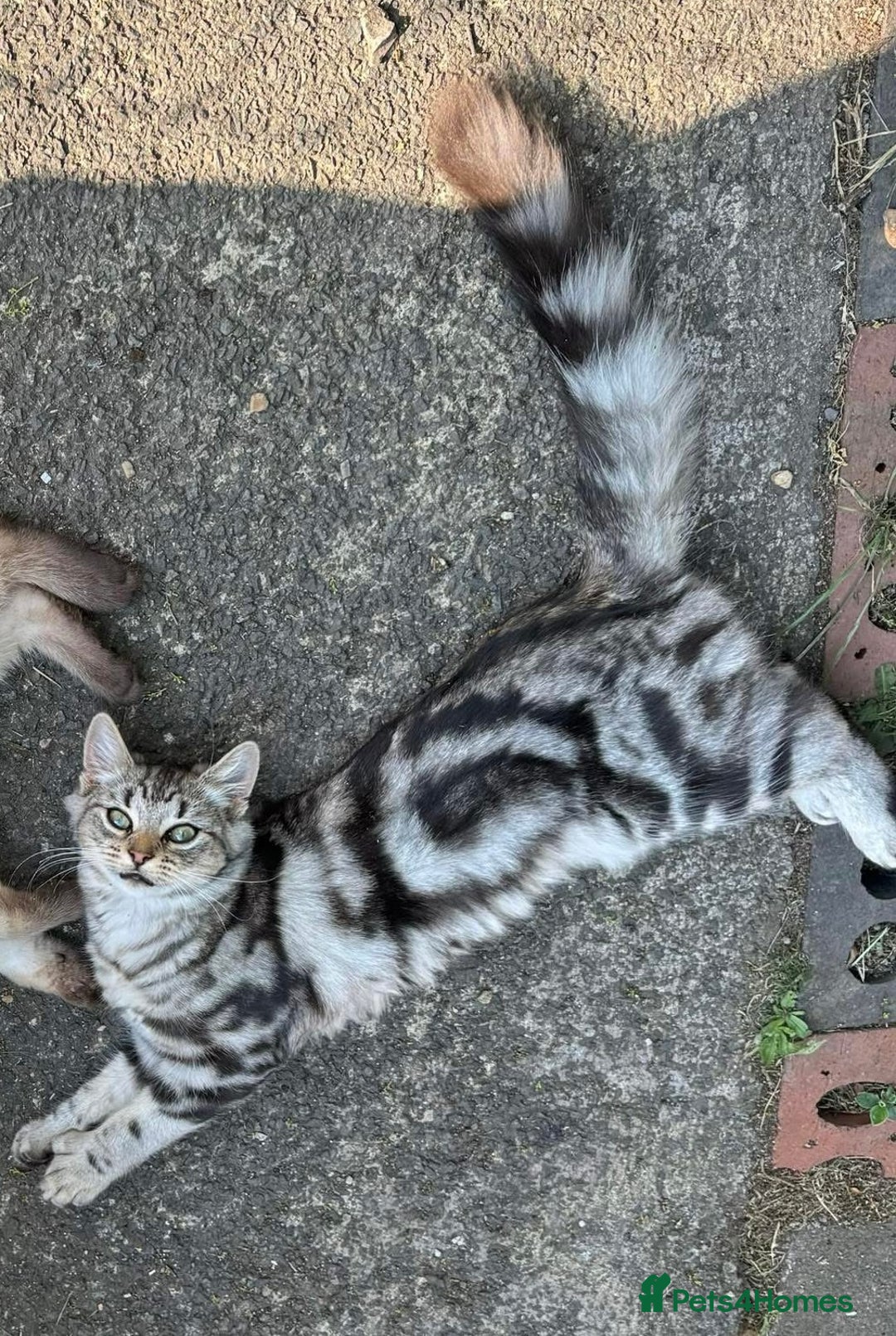 Maine Coon cats for sale: 3 beautiful part Maine coon kittens  - Image 15