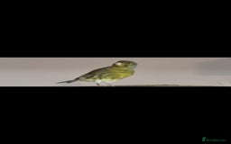 Canaries birds for sale: Two Canary Birds for sale, £20 each - Image 19