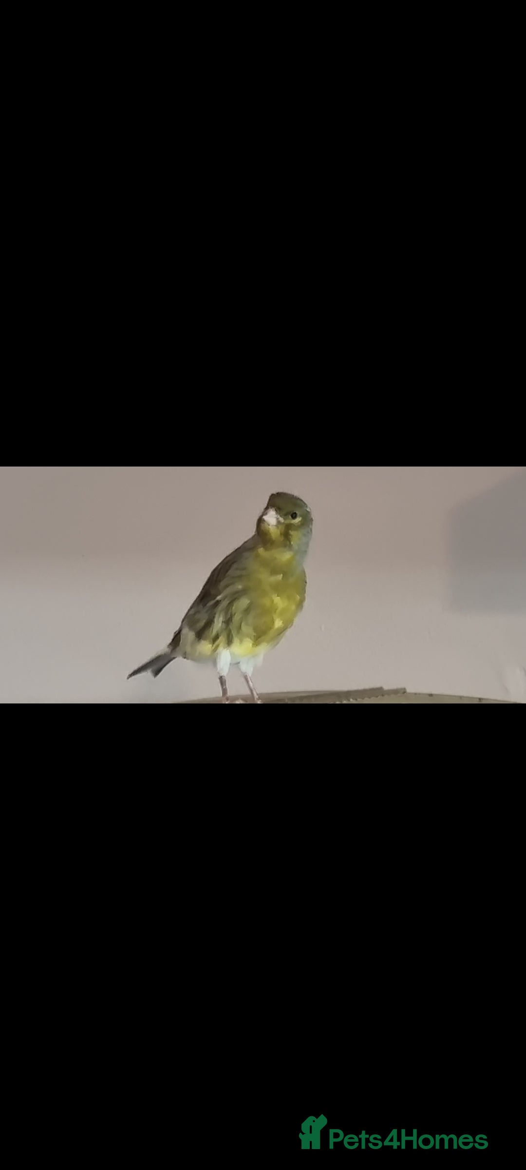 Canaries birds for sale: Two Canary Birds for sale, £20 each - Image 19