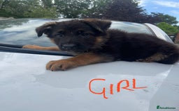German Shepherd dogs for sale: German Shepherd pups KCRegistered/hip&elbow scored - Image 18