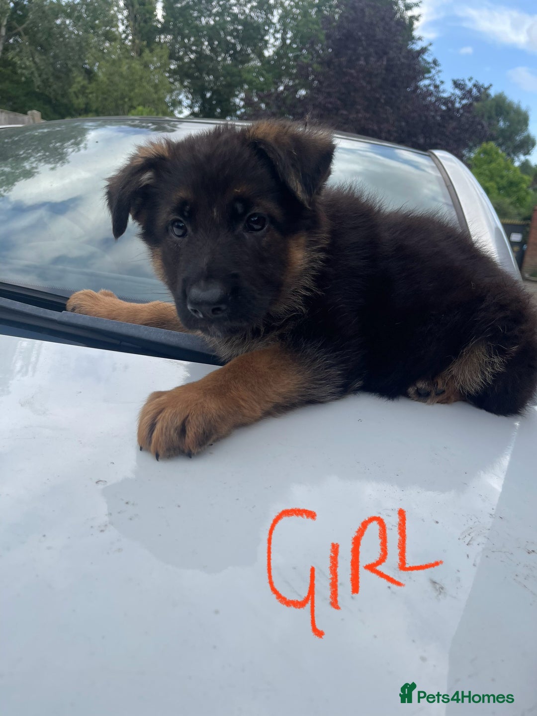 German Shepherd dogs for sale: German Shepherd pups KCRegistered/hip&elbow scored - Image 18
