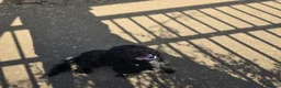 Cocker Spaniel dogs for sale: Wilson in Northampton - Advert 2