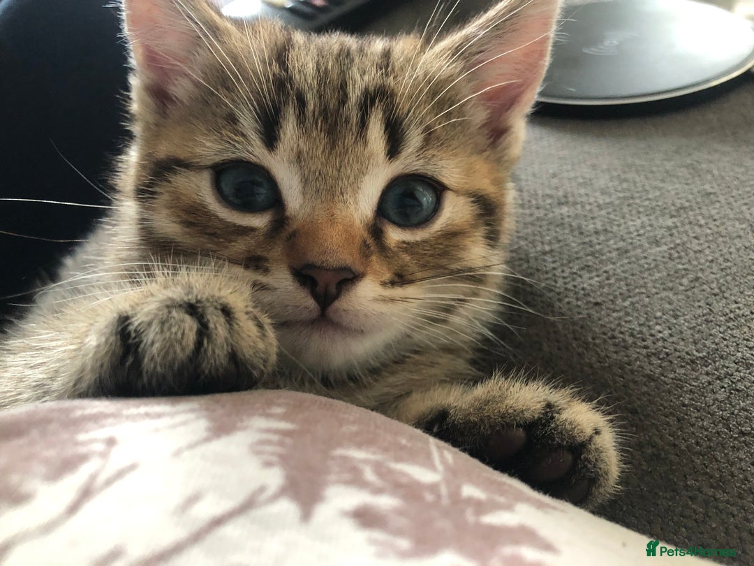 Bengal cats for sale: Kittens for sale  in Maesteg - Image 1