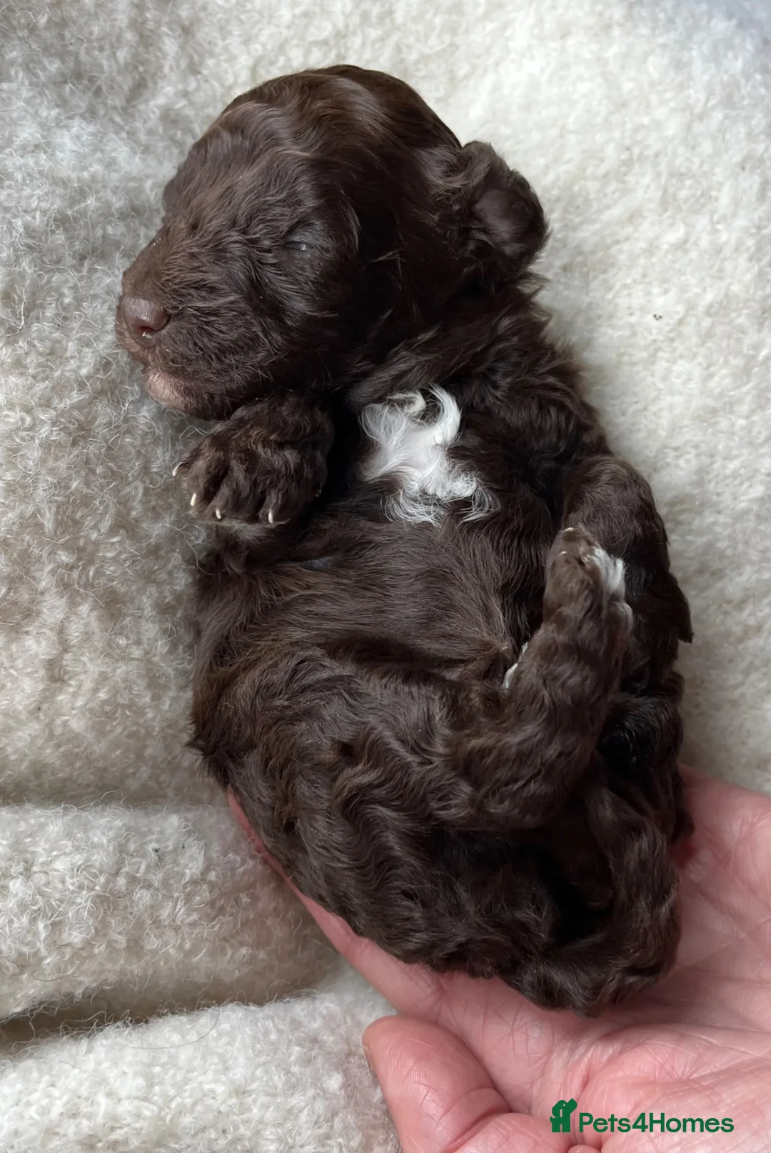 Toy Poodle dogs for sale: 🐾 Adorable Full Pedigree Toy Poodle Puppies - Advert 8