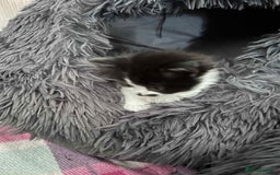 British Shorthair cats for sale: British shorthair/ tuexedo kittens  - Image 31