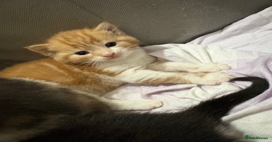 Mixed Breed cats - Advert 12