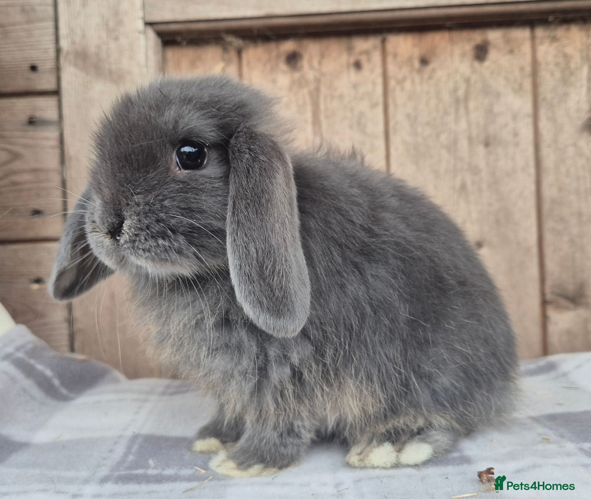 Mini Lop rabbits Mini lop girls ready now  - Advert 3