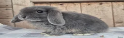 Mini Lop rabbits for sale: Mini lop girls ready now  - Advert 1