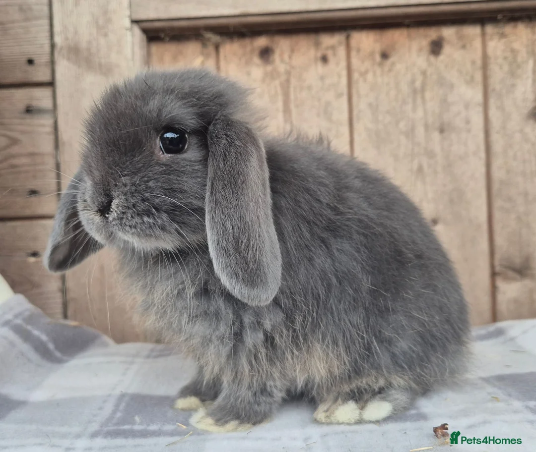 Mini Lop rabbits for sale: Mini lop girls ready now  - Advert 1