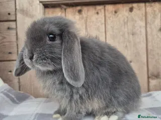 Mini Lop rabbits Mini lop girls ready now - Advert 3