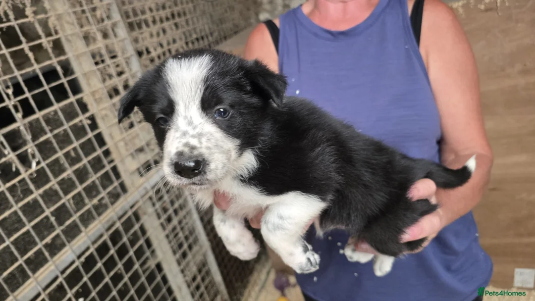 Border Collie dogs for sale: Rough coated black and white border collies pups - Advert 2