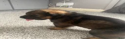 Mixed Breed dogs for sale: Rottweiler shepherd - Advert 10