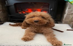 Miniature Poodle dogs for sale: 1 reserved 2 remaining ready 15th October  - Image 32
