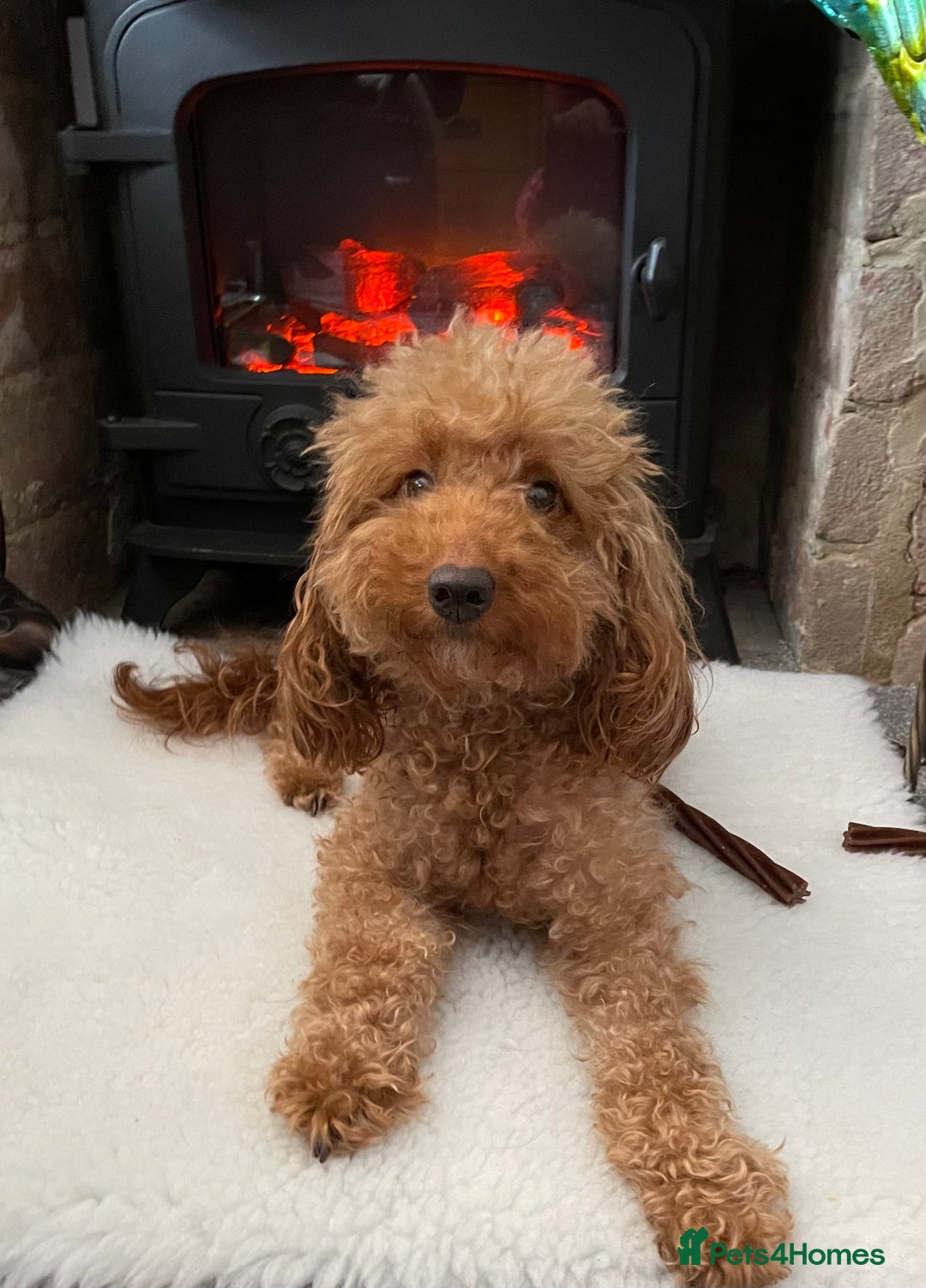 Miniature Poodle dogs for sale: 1 reserved 2 remaining ready 15th October  - Image 32