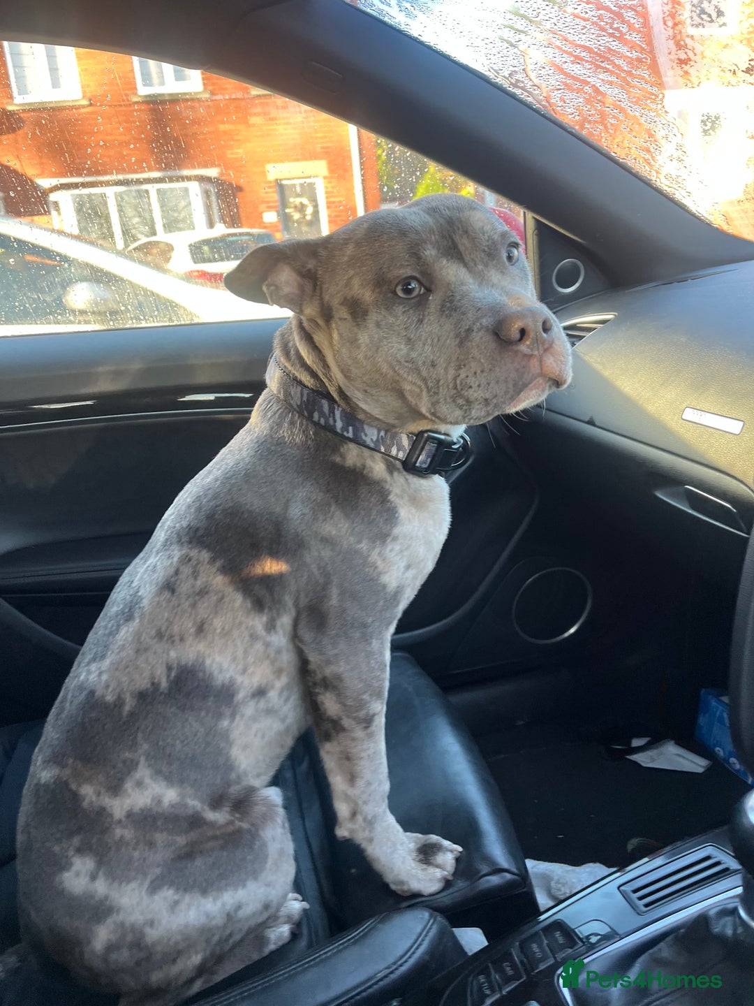 Mixed Breed dogs for sale: Buddy pocket bully cross Staffy  - Advert 1
