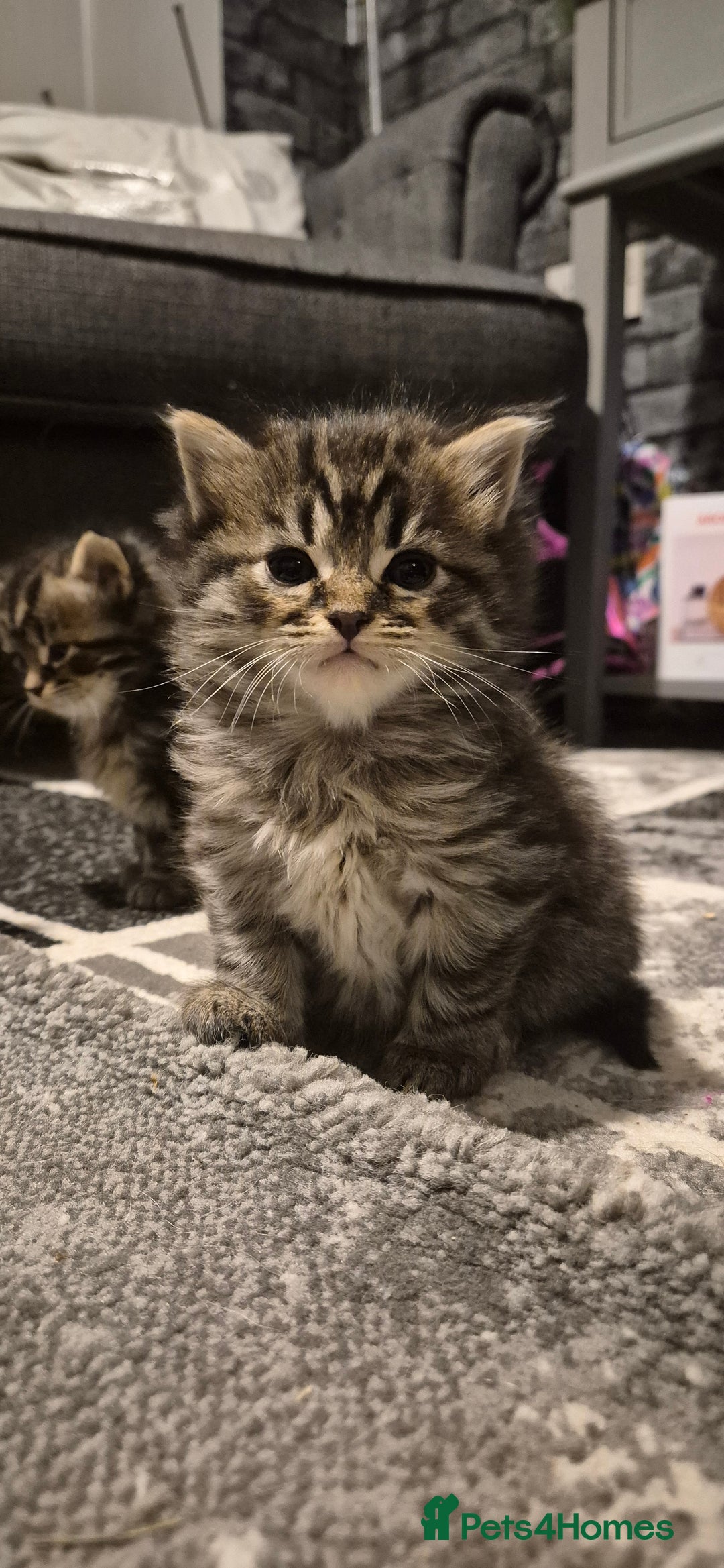 Mixed Breed cats for sale: Kittens silver tabby Britishshort-hairxmaincoon  - Advert 6