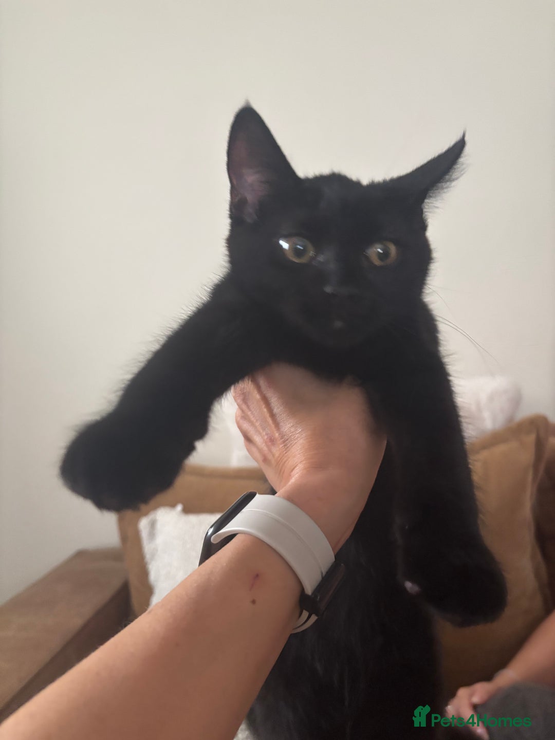 Mixed Breed cats for sale: Ready!!! Mixed British Shorthair  - Image 3