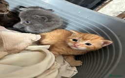 Mixed Breed cats for sale: Beautiful kittens  - Image 2