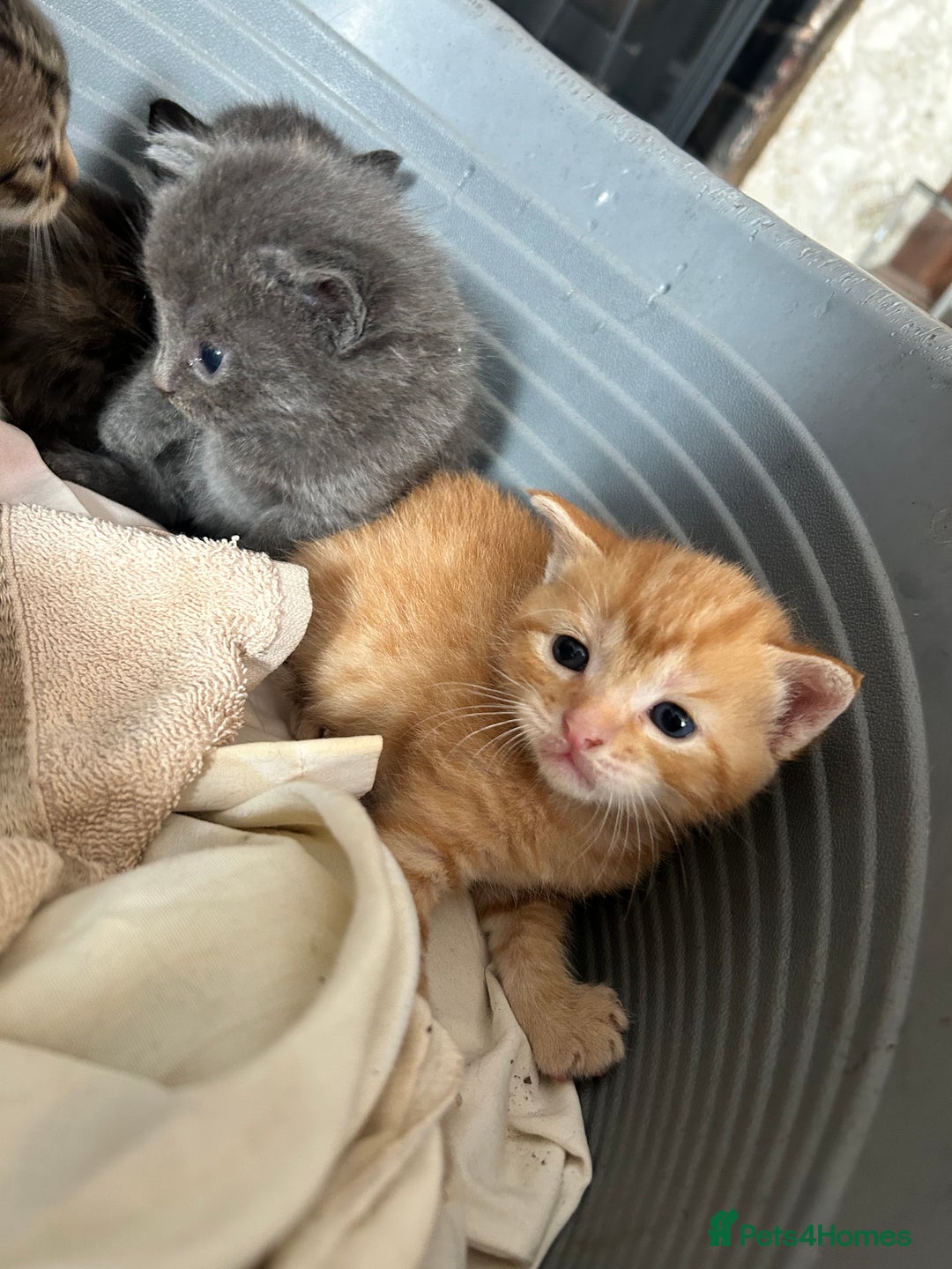 Mixed Breed cats for sale: Beautiful kittens  - Image 2