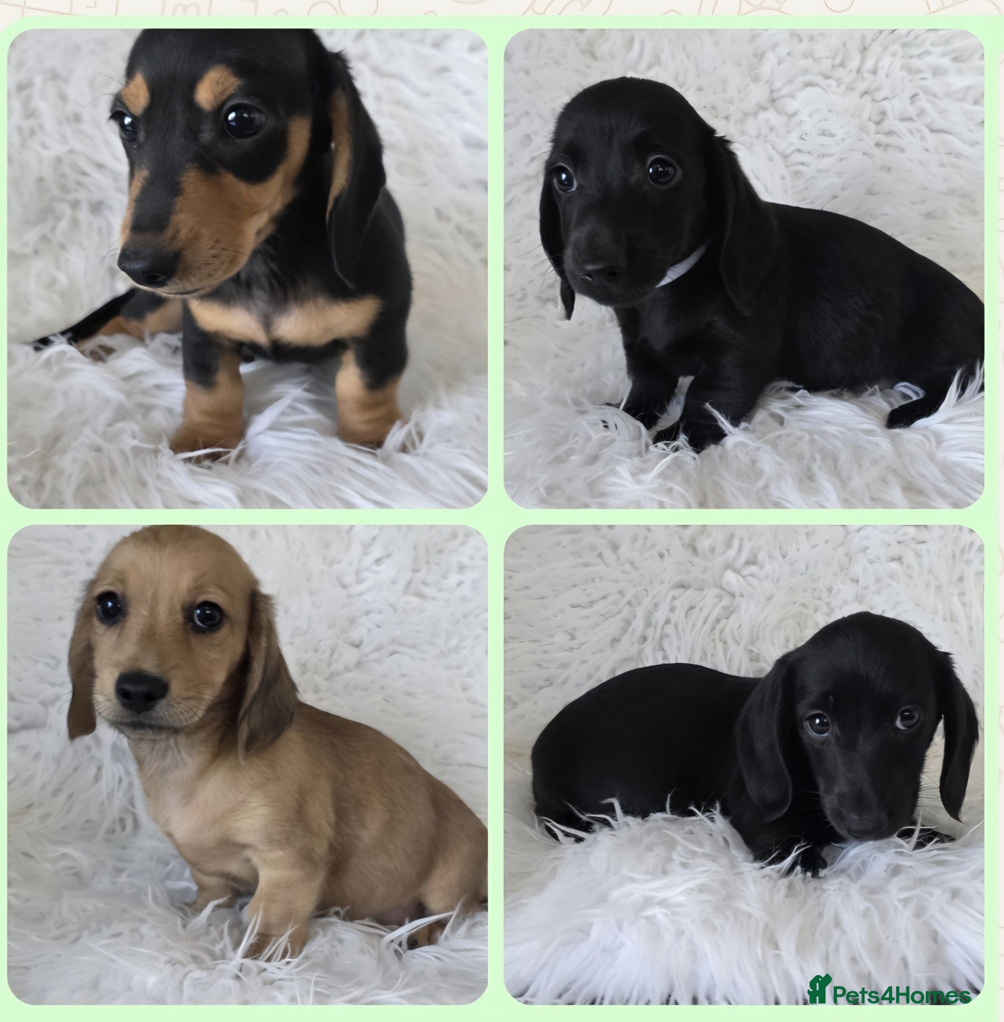 Miniature Dachshund dogs KC reg, 5* Breeder. BOYS ONLY  - Advert 1