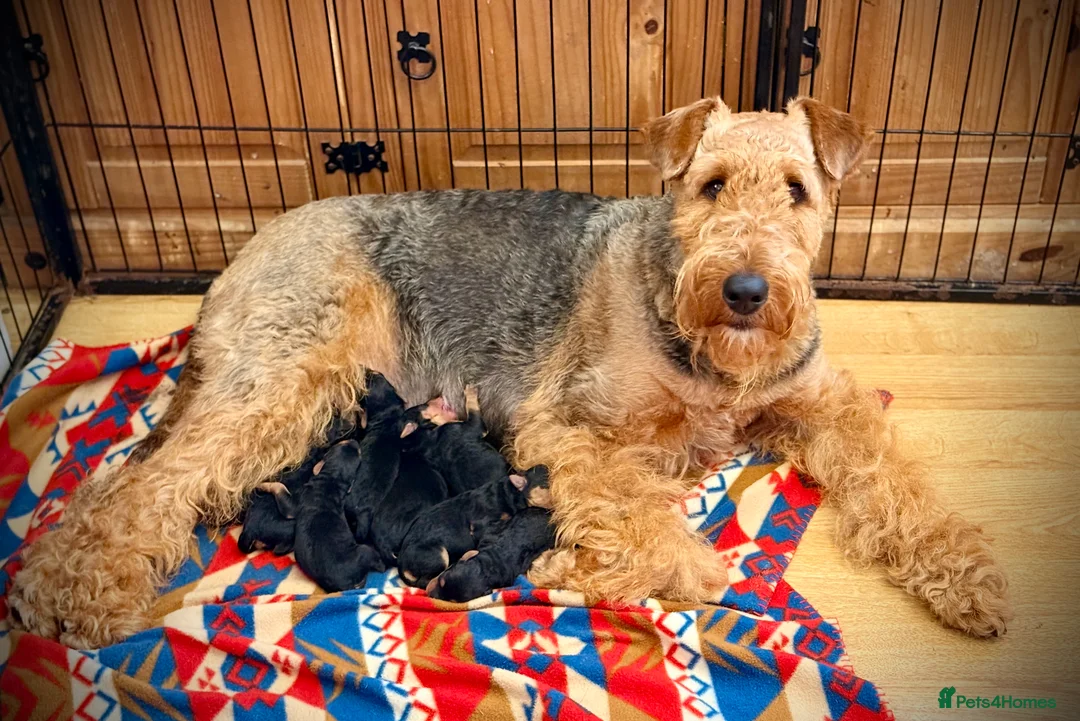 Airedale Terrier dogs for sale: ADORABLE AIREDALE PUPS FROM 5 ⭐️ LICENSED BREEDERS - Advert 2