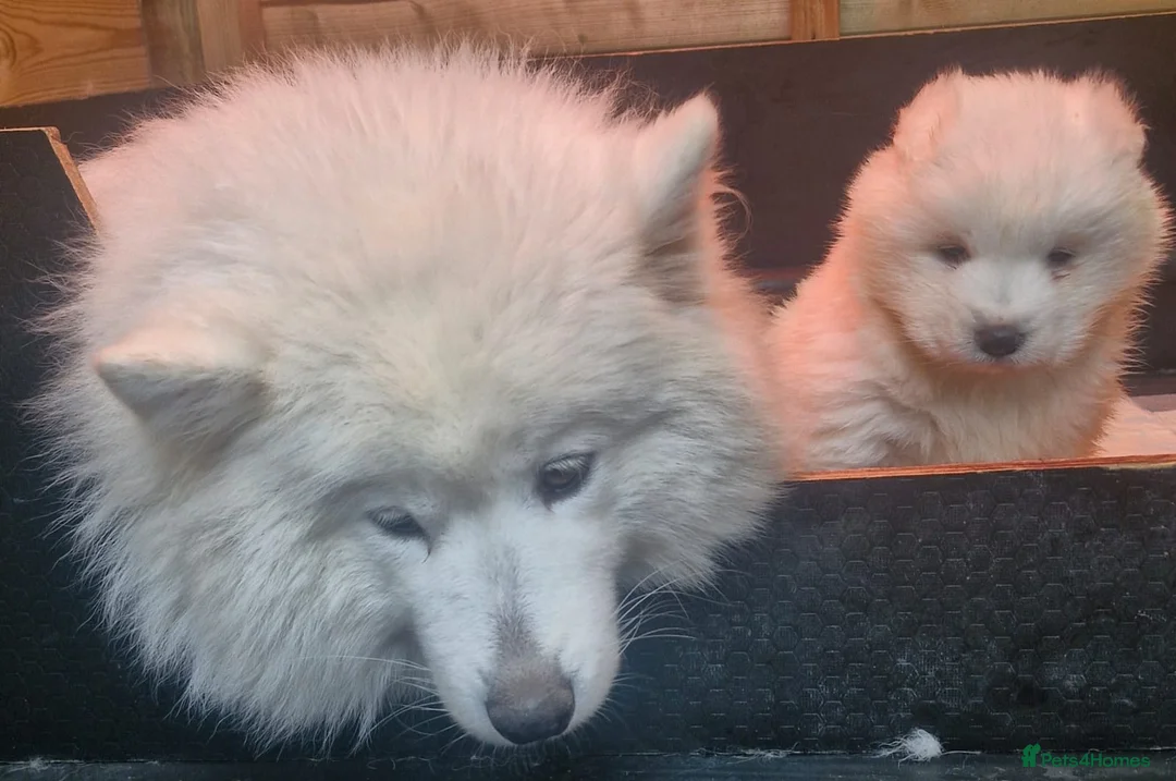 Samoyed dogs for sale: A beautiful little Samoyed girl for sale in Ashbourne - Advert 7