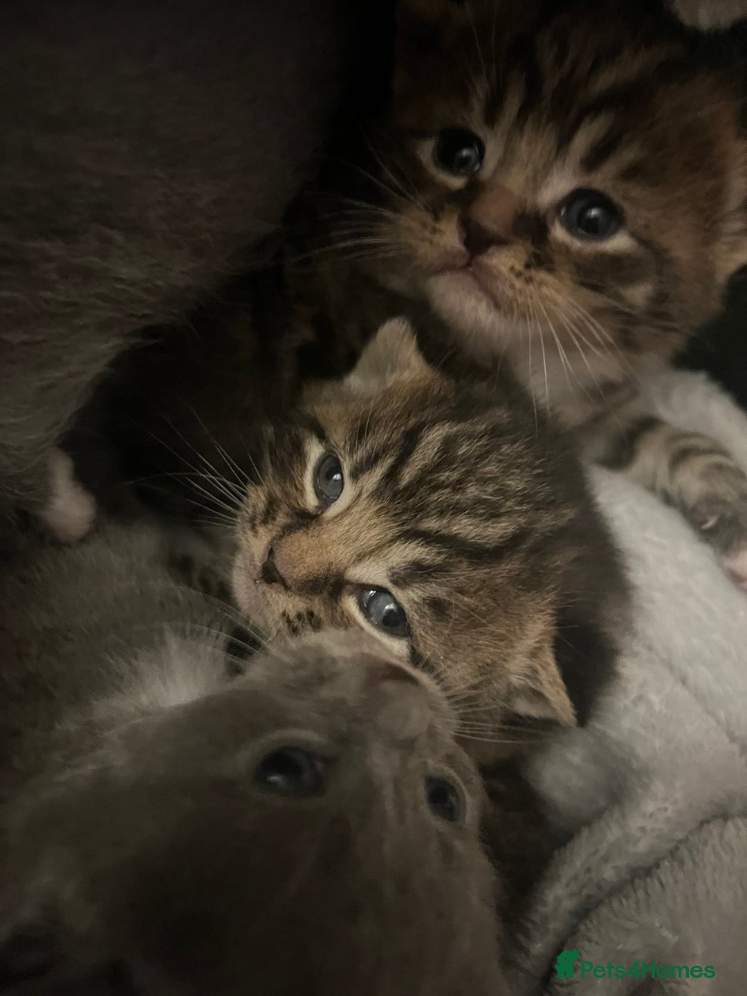 Mixed Breed cats for sale: 6 kittens - Advert 7