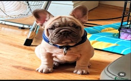 French Bulldog dogs for stud: Cupid 💘, Romeo 💘and Saint 💘for stud - Image 13