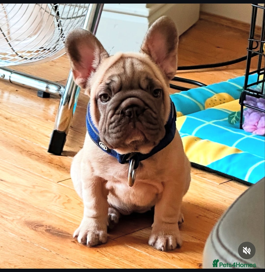 French Bulldog dogs for stud: Cupid 💘, Romeo 💘and Saint 💘for stud - Image 13
