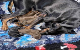 Dobermann dogs for sale: Doberman puppies  - Image 19