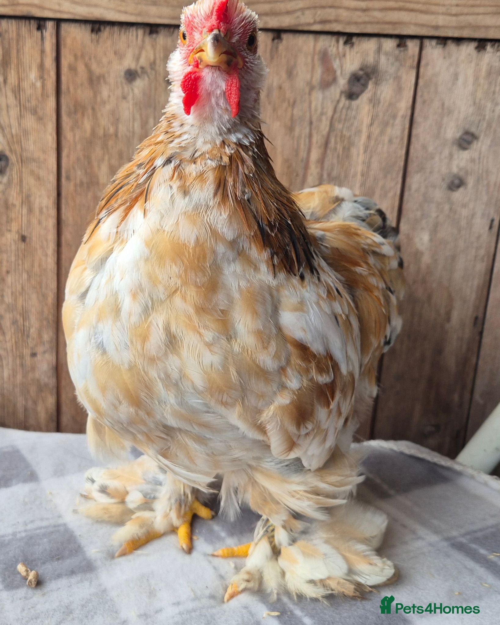 Chickens poultry Pekin bantam cockeril - Advert 16