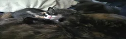 Mixed Breed cats for sale: 3 Fluffy Female Kittens For Sale - Advert 5