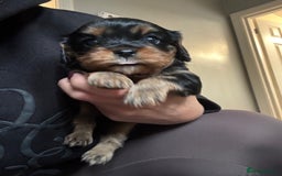 Cavalier King Charles Spaniel dogs for sale: Cavalier King Charles Spaniel  - Image 6