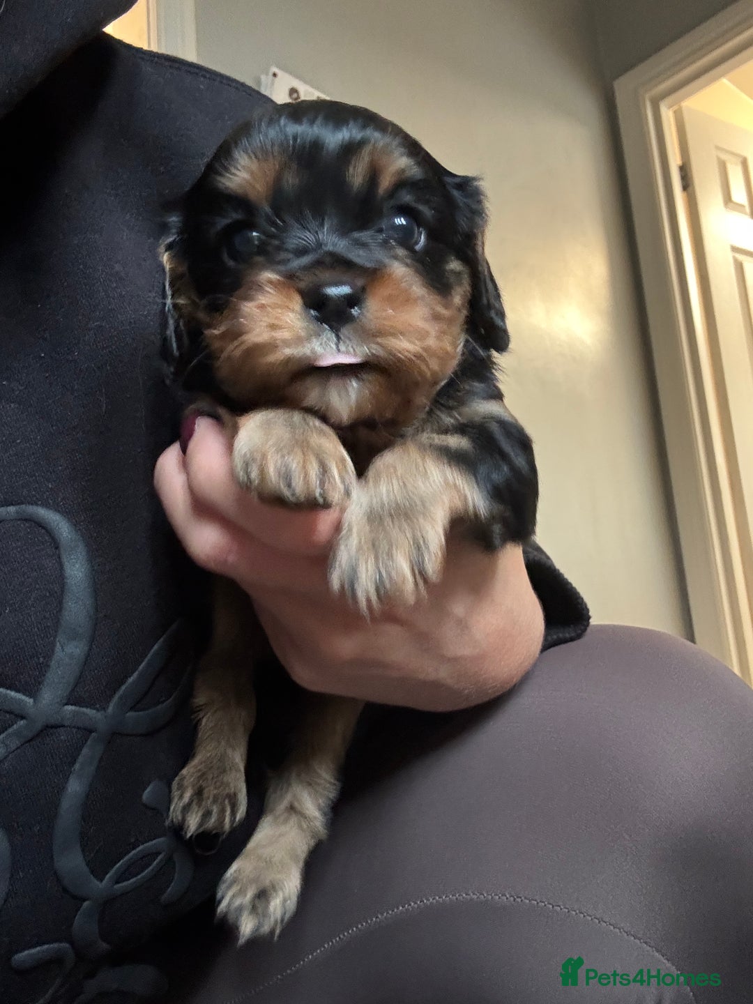 Cavalier King Charles Spaniel dogs for sale: Cavalier King Charles Spaniel  - Image 6