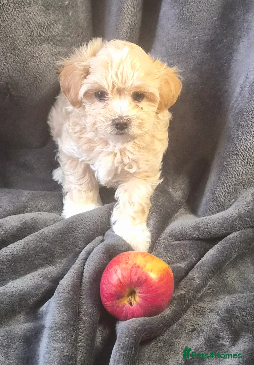 Maltipoo dogs for sale: F1 Maltipoo Litter – four adorable, sweet boys - Advert 14